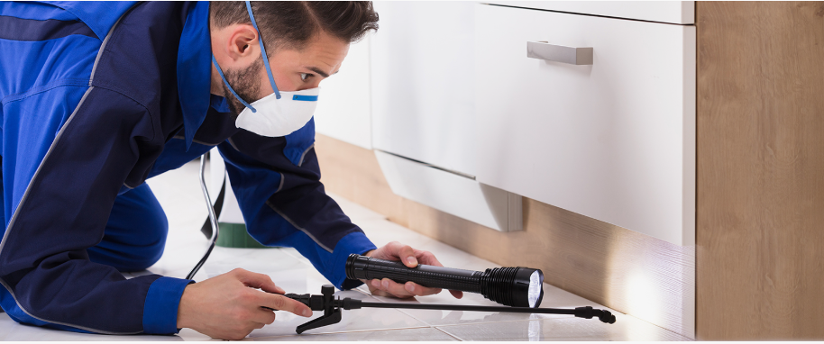 Seguin pest xpert removal